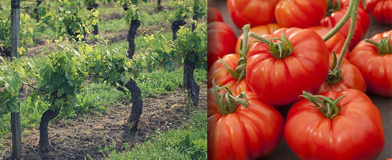 Seasonal Cooking courses | 3 Night